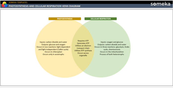 Photosynthesis vs respiration venn diagram