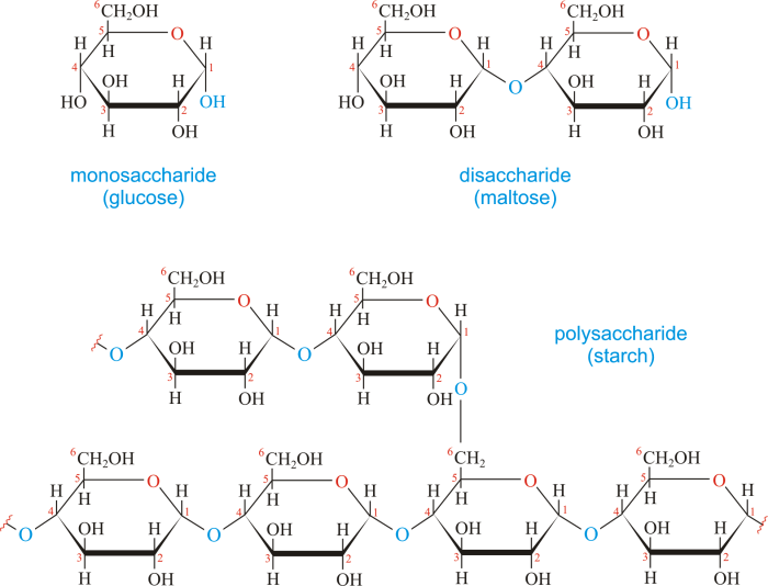 Which is a type of carbohydrate apex