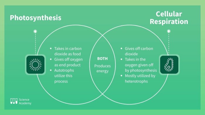 Photosynthesis vs respiration venn diagram