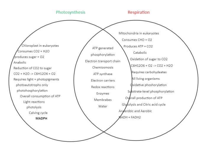 Photosynthesis vs respiration venn diagram