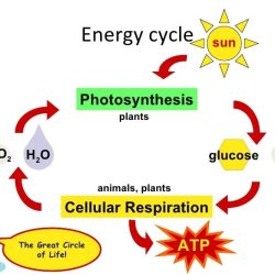 Photosynthesis vs respiration venn diagram