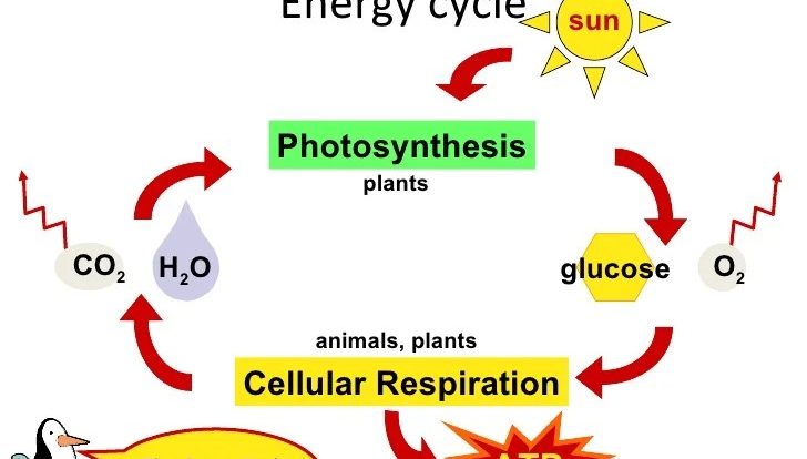 Photosynthesis vs respiration venn diagram