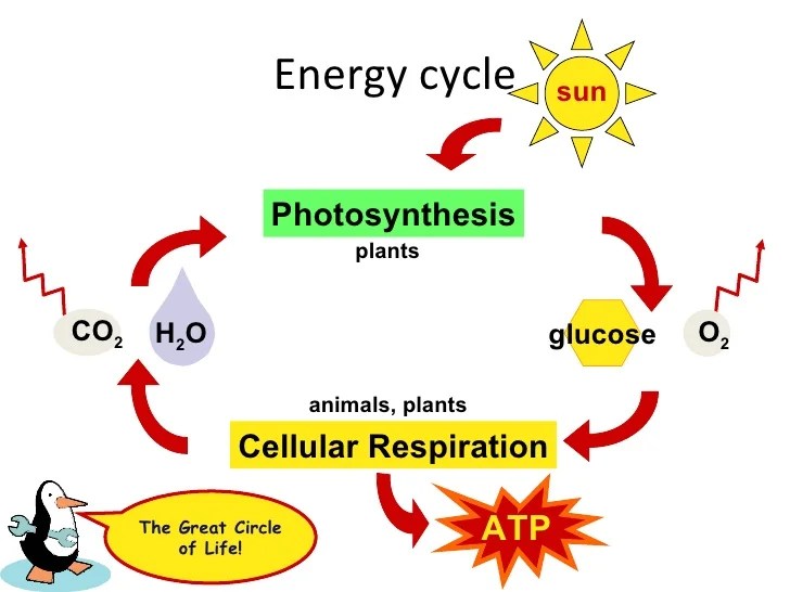 Photosynthesis vs respiration venn diagram