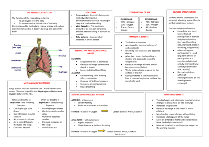 Review sheet anatomy of the respiratory system