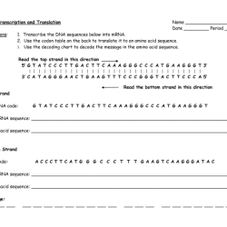 Practice transcription and translation worksheet