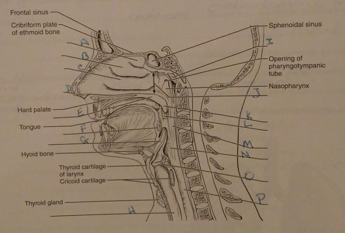 Review sheet anatomy of the respiratory system