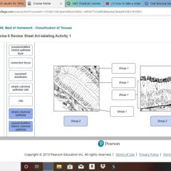 Labeling identify tissues solved ercise transcribed text