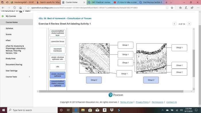 Labeling identify tissues solved ercise transcribed text