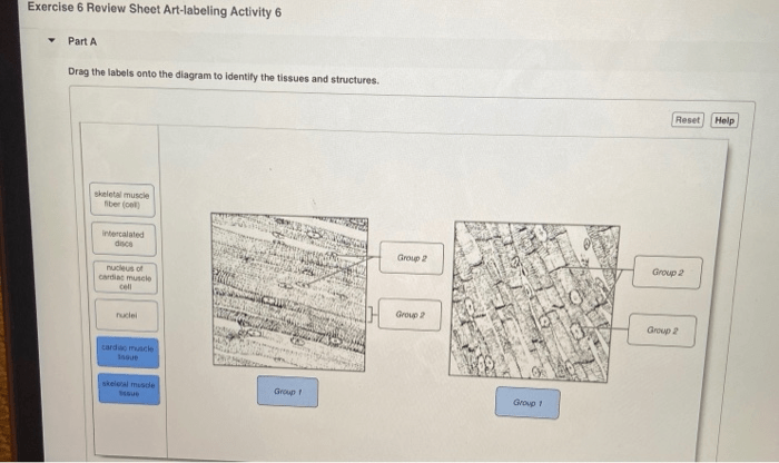 Exercise 6 review sheet art-labeling activity 1