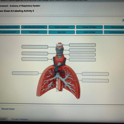 Respiratory