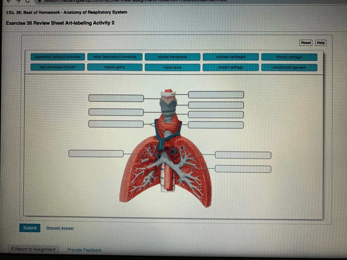 Respiratory