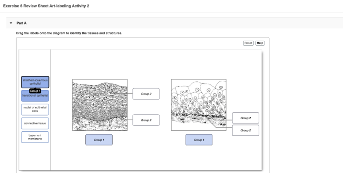 Exercise 6 review sheet art-labeling activity 1